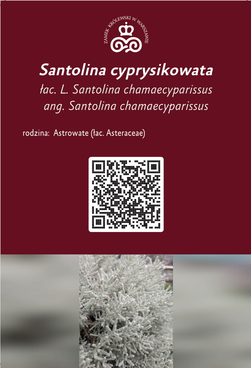 santolina-cyprysikowat